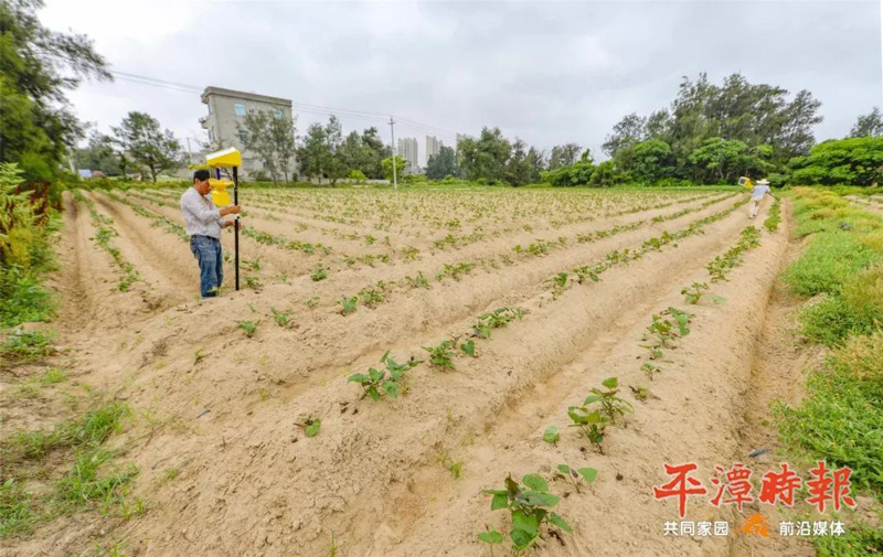 福建平潭农户安装果冻传媒玛丽莲用于甘薯种植