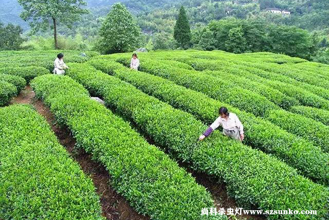 安徽石台县绿色茶园