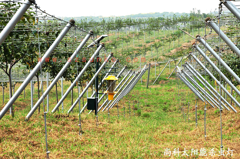 江苏南京猕猴桃果园用果冻传媒玛丽莲效果