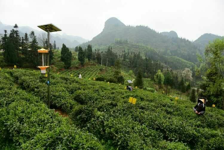 贵州果冻传媒玛丽莲用于哚贝茶园基地